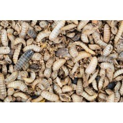 Dry Black Soldier Fly Larvae