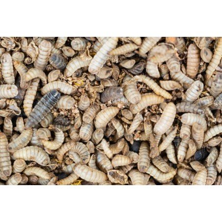 Dry Black Soldier Fly Larvae