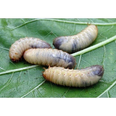 Black Soldier Fly Larvae 1Kg